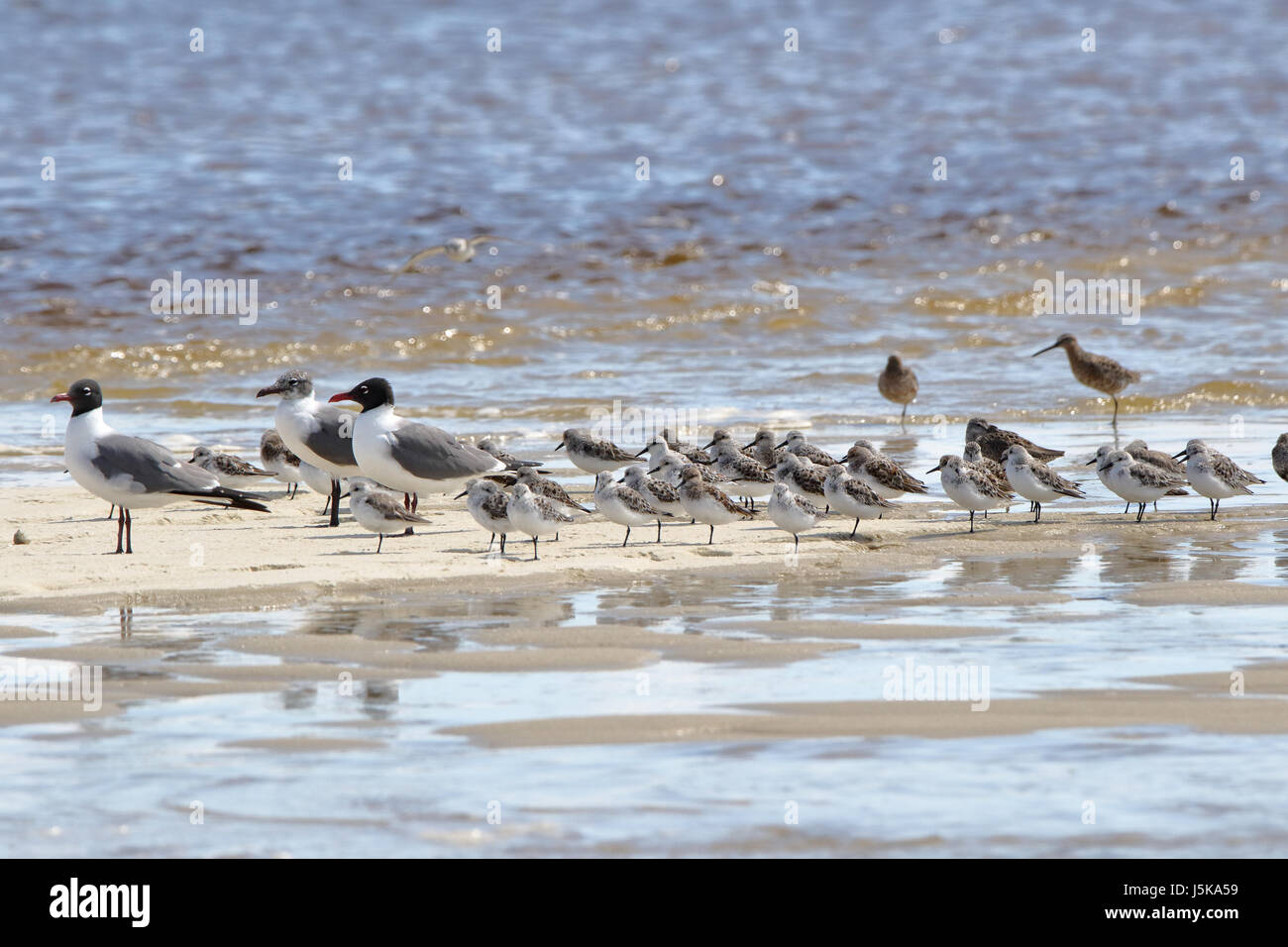 Gabbiani e sanderlings su un sandbar nel golfo Foto Stock