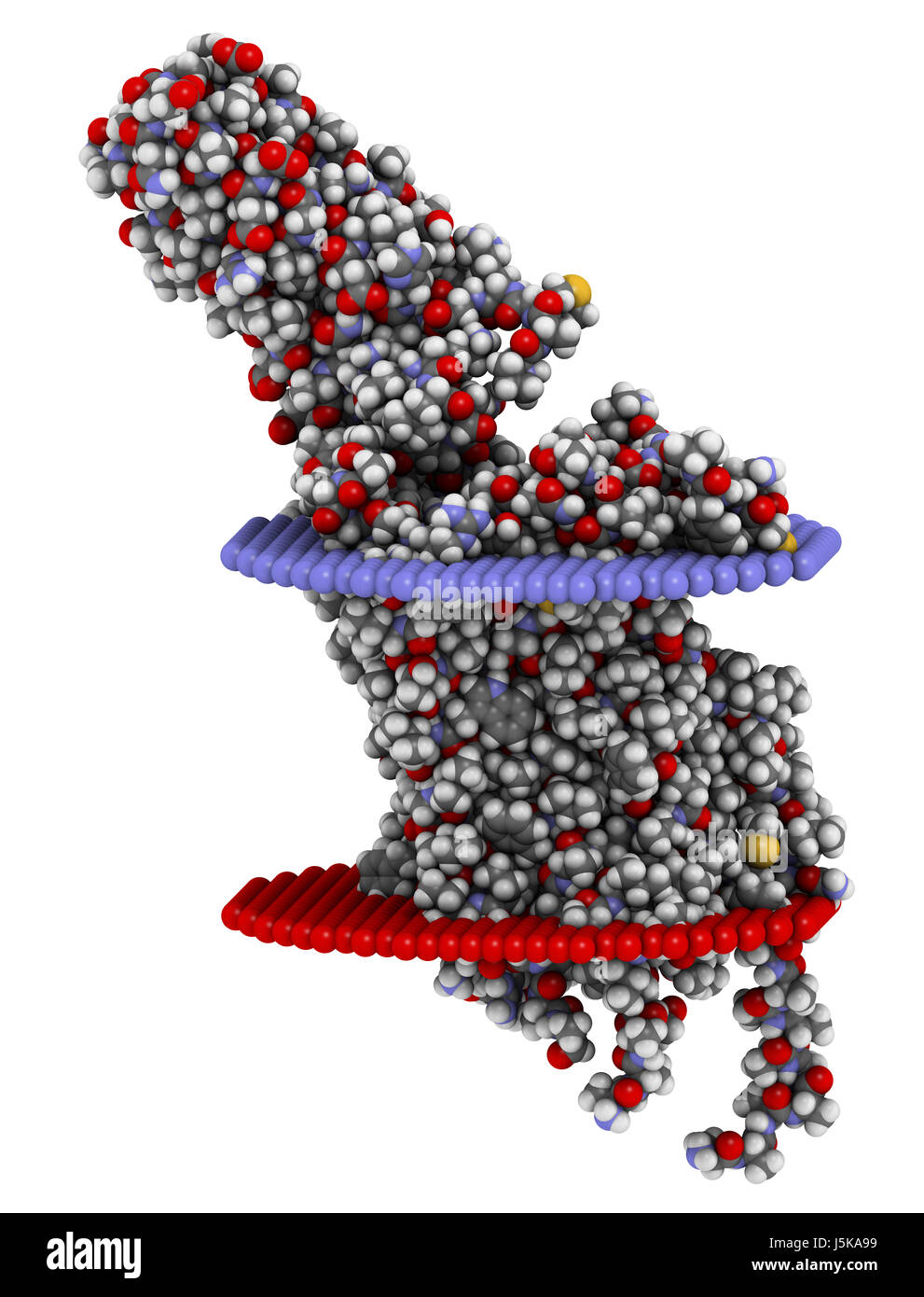 Il recettore della serotonina 5-HT2B proteina. Indicato nel complesso con una molecola di LSD. Coinvolto in indotta dal farmaco malattia cardiaca valvolare. Il rendering 3D. Foto Stock