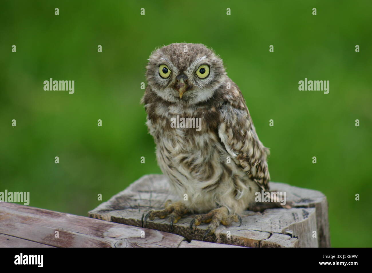 Ambiente Ambiente ritratto la conservazione della natura animale occhi ritratto Foto Stock