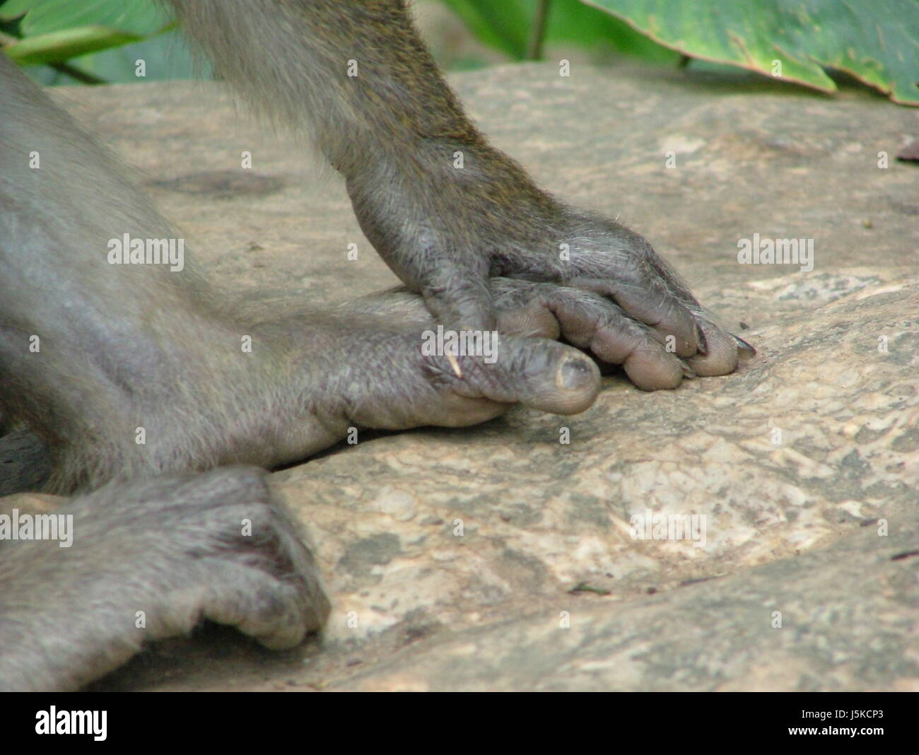 Mani mano pietra dito animale mammifero monkey piedi le dita dei piedi punta Tailandia scimmie Foto Stock