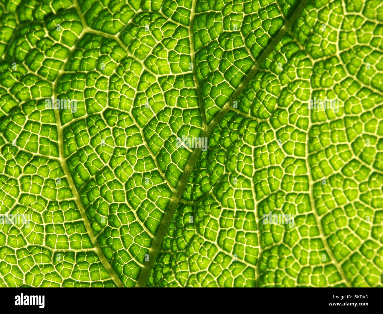 Verde foglia botanica linee diagonali di vena di mammoth immagine di sfondo succosa strutturata Foto Stock