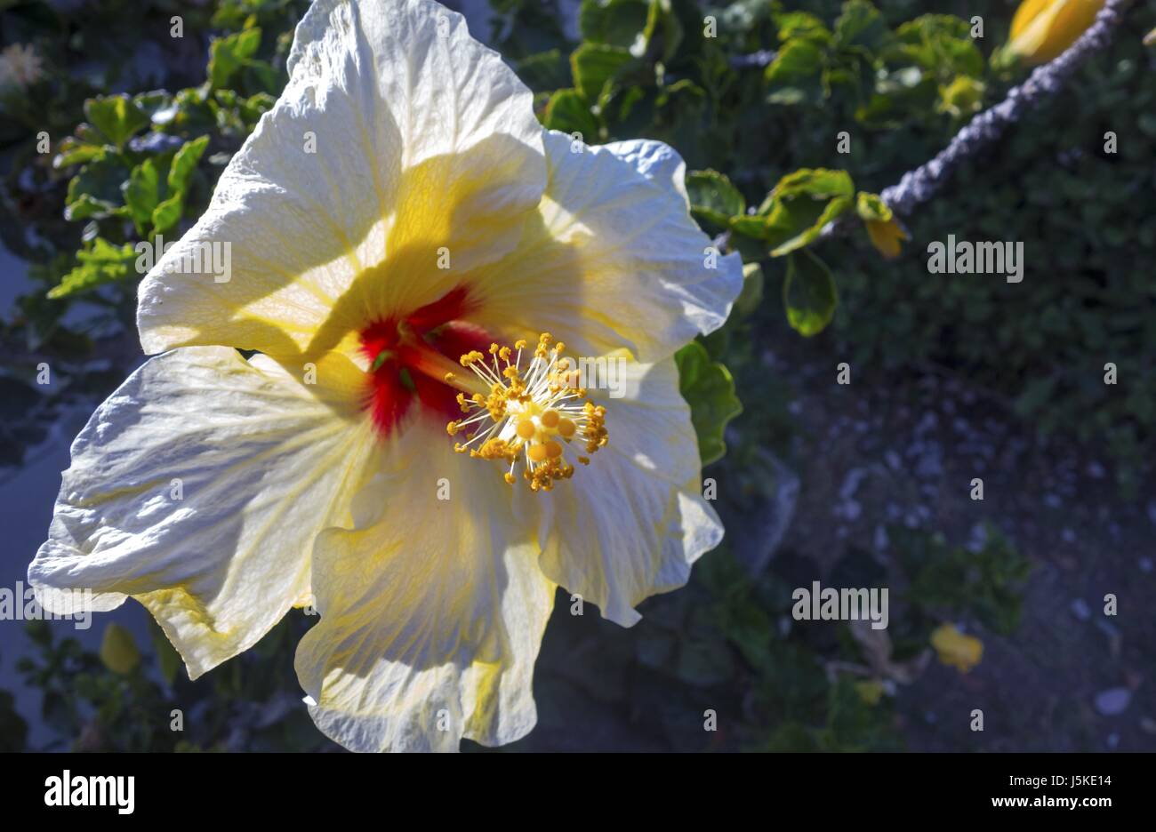 Hibiscus Malvaceae (Rose Mallow) Foto Stock