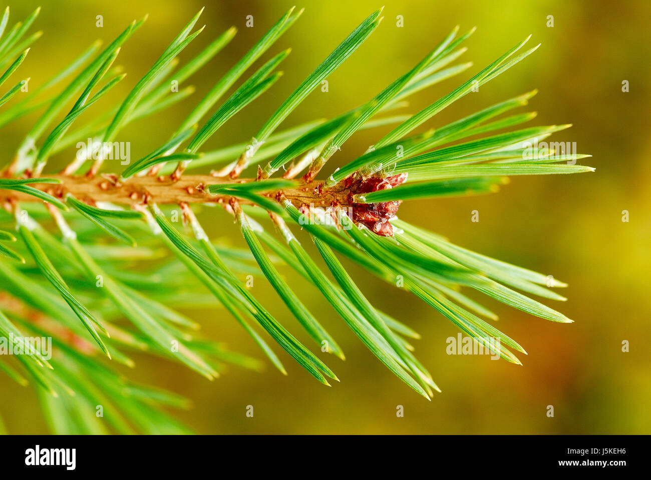 Macro Close-up di ammissione macro close up visualizza struttura pianta ramo verde abete Foto Stock