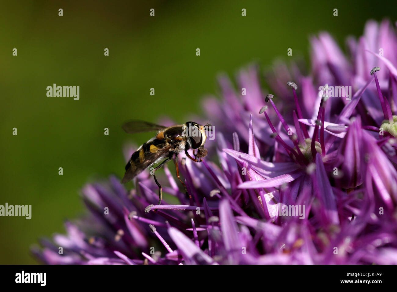 Hoverfly su cipolla gigante Foto Stock