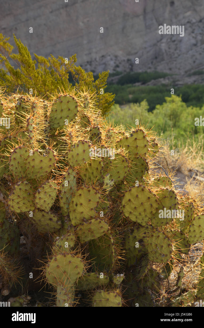 Close up di un fico o pagaia cactus nel deserto del Chihuahuan del Parco nazionale di Big Bend in Texas Foto Stock