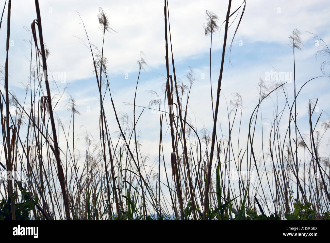 Reeds crescere in un fiume zona umida del Rio Grande al parco nazionale di Big Bend in Texas Foto Stock