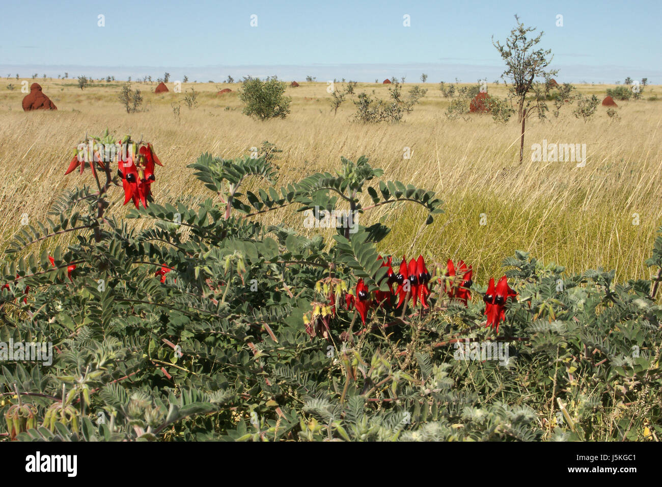 Piante e fiori australia larghezza boccole solitudine termite hill si prosciuga di medicinali Foto Stock