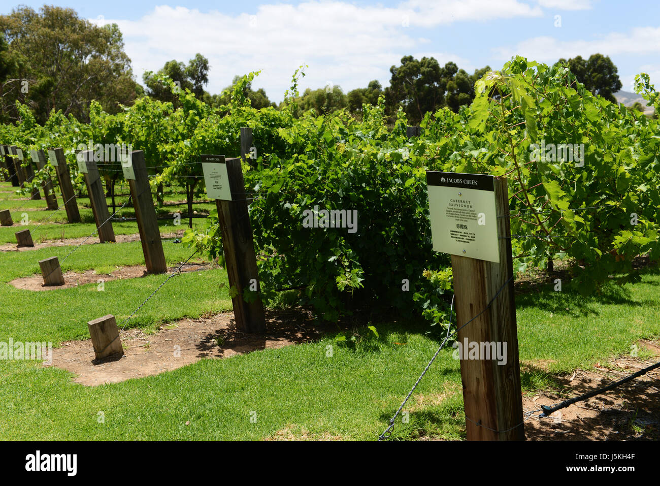Prova vigneto tenute presso il Jacob Creek winery in Sud Australia. Foto Stock