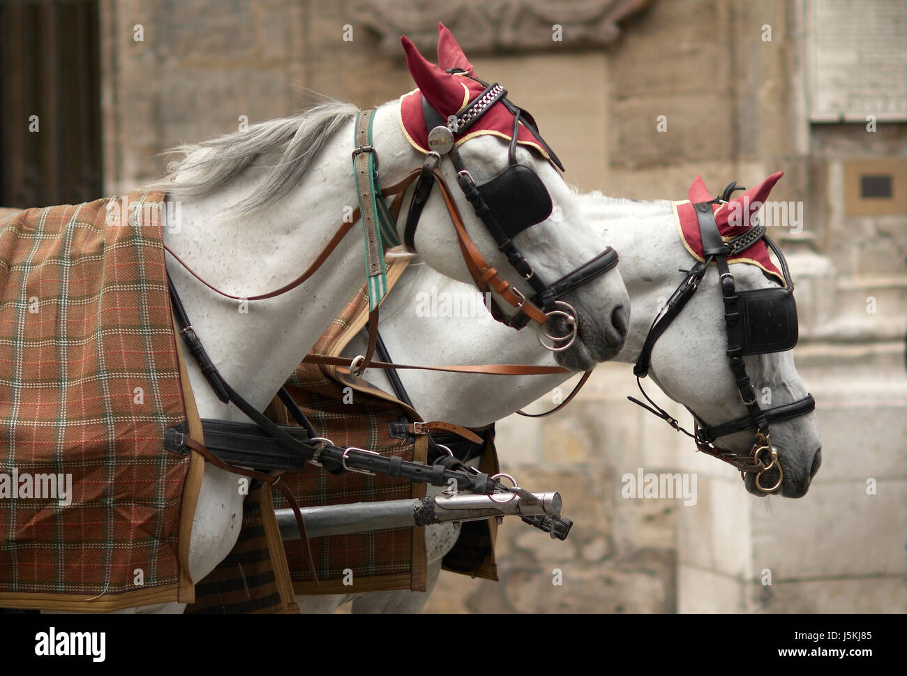 Viaggi a cavallo di vienna cavalli paraocchi blanket cab rein carri pausa pausa di riposo Foto Stock