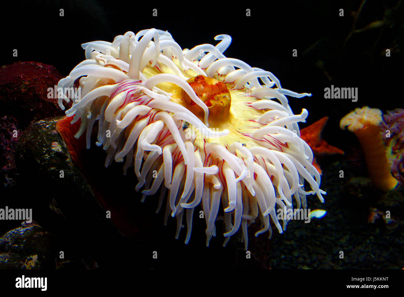 Stati Uniti d'America pacifico sottomarino acqua di sale di mare acqua ocean dive anemone eterea nord Foto Stock