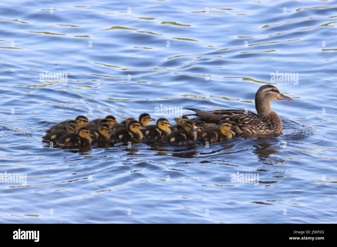 Una madre Mallard duck fuori per una nuotata con la sua famiglia di anatroccoli Foto Stock