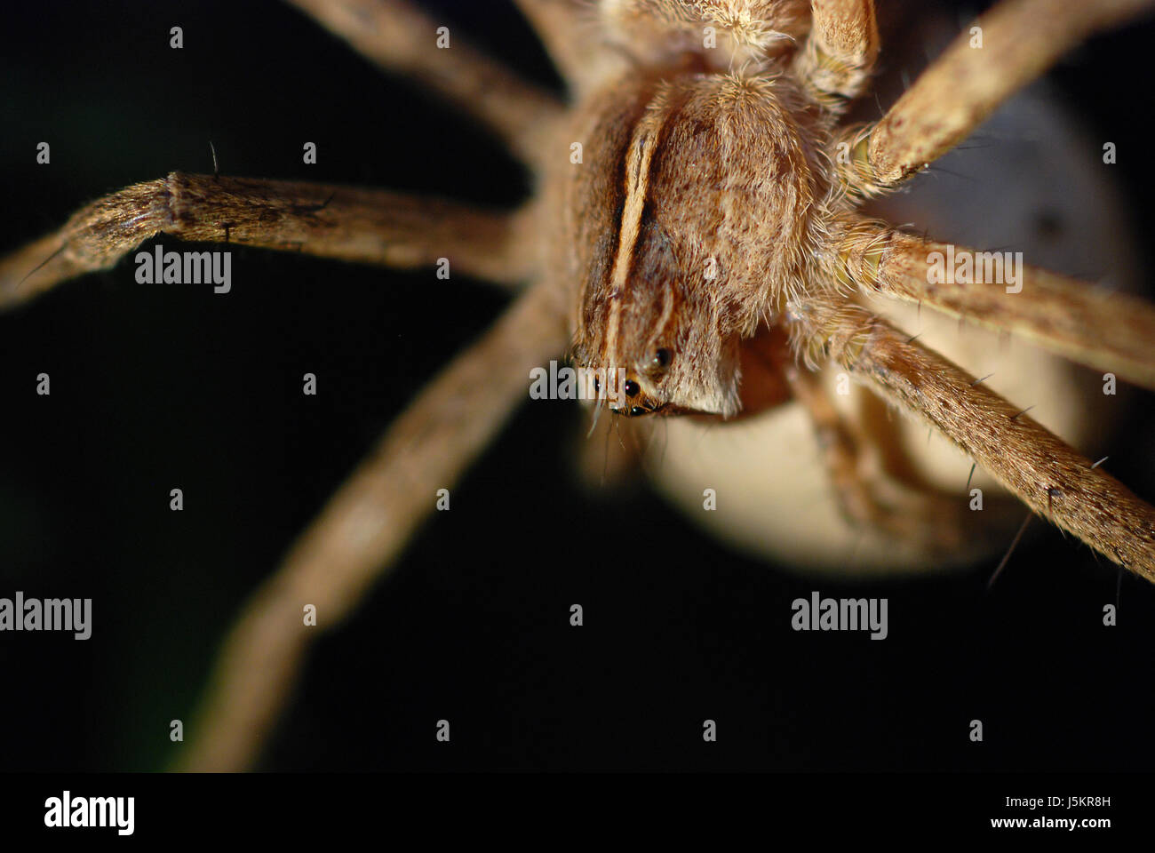 Gambe macro close-up di ammissione macro da vicino la vista giardino insetti insetto marrone Foto Stock