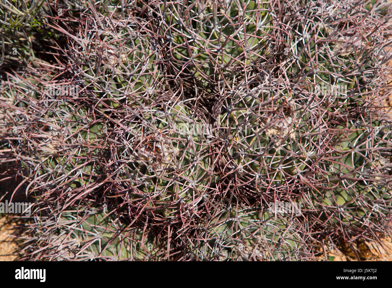 Tumulo di Mojave cactus (Echinocereus mojavensis), Joshua Tree National Park, California Foto Stock