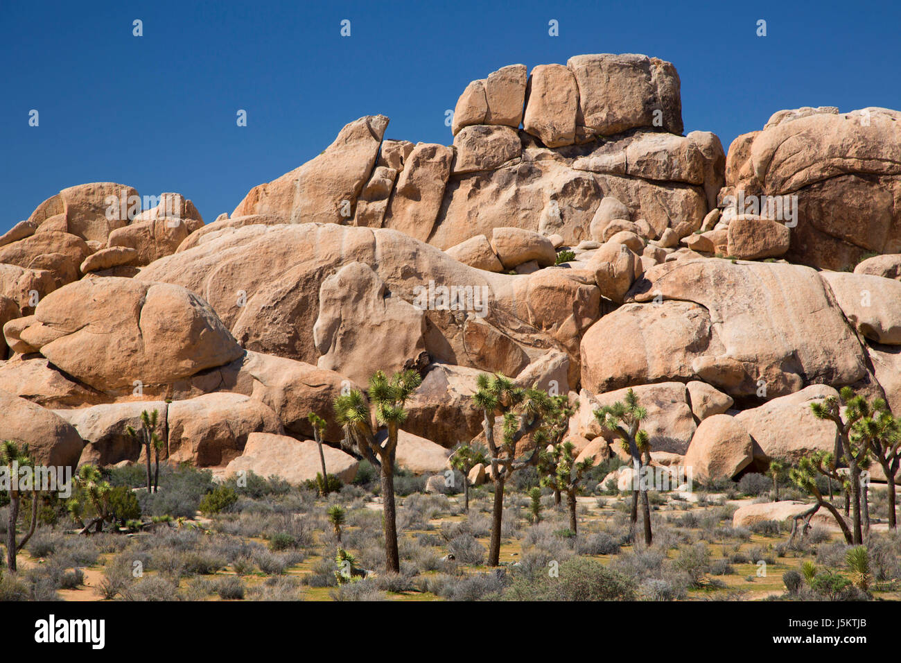 Alberi di Joshua (Yucca brevifolia) con sperone di roccia, Joshua Tree National Park, California Foto Stock