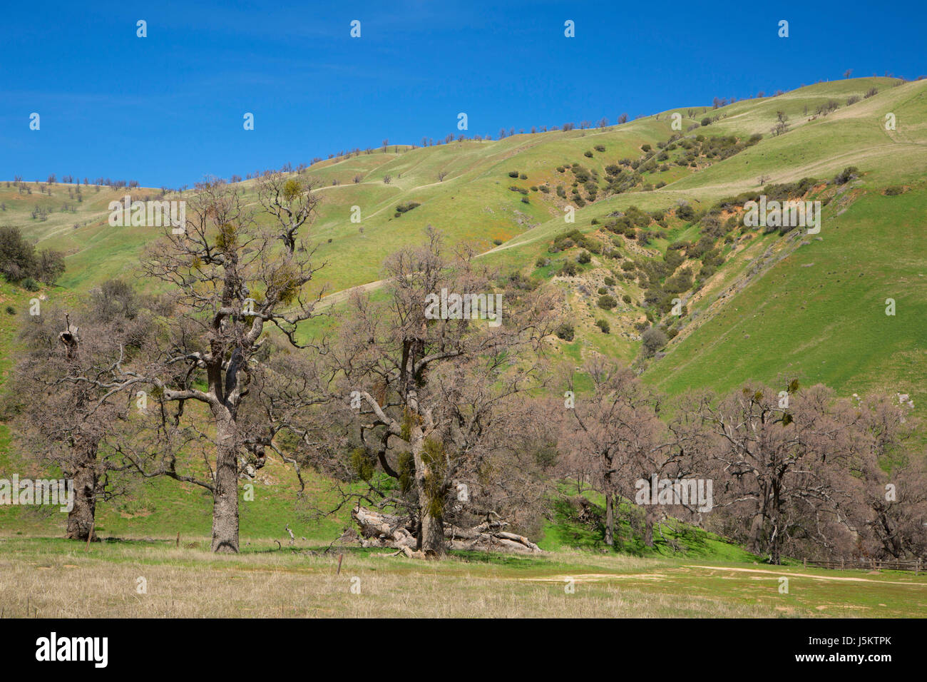 Bosco di querce, Fort Tejon State Historic Park, California Foto Stock