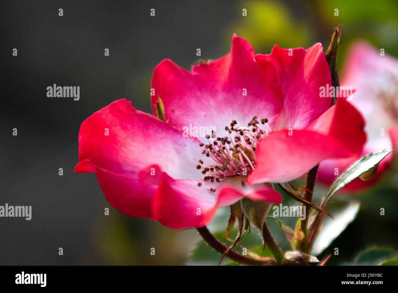 Fiore pianta di rose selvatiche verde cinque arbusto non riempiti di petalo di rosa rosso wildrose Foto Stock