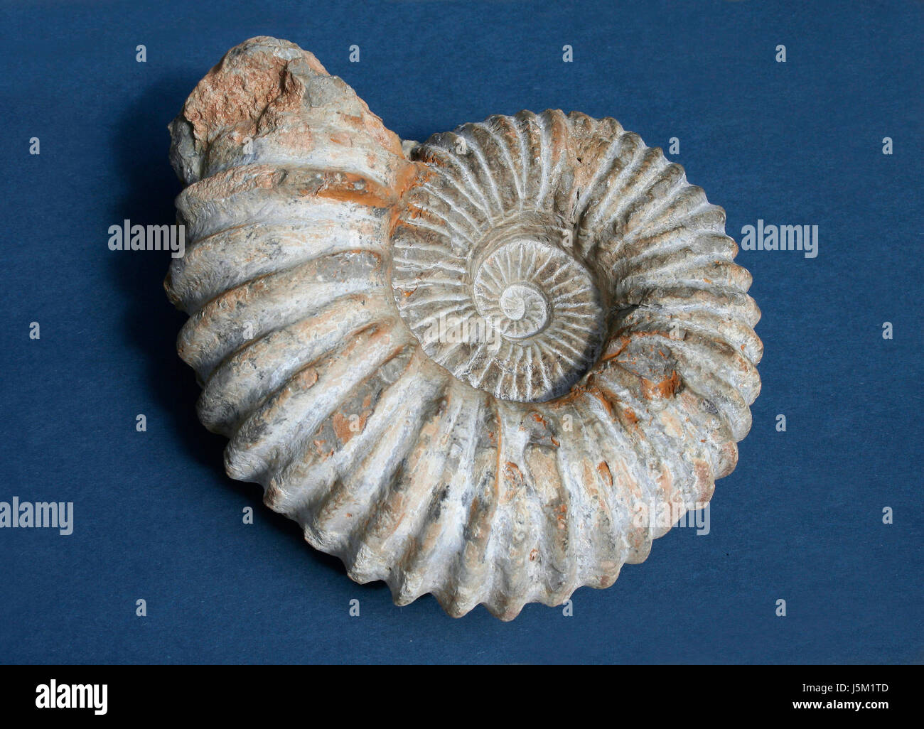 Lumaca a spirale exstinction fossili fossilizzazione morirono devoniano paleontologia Foto Stock