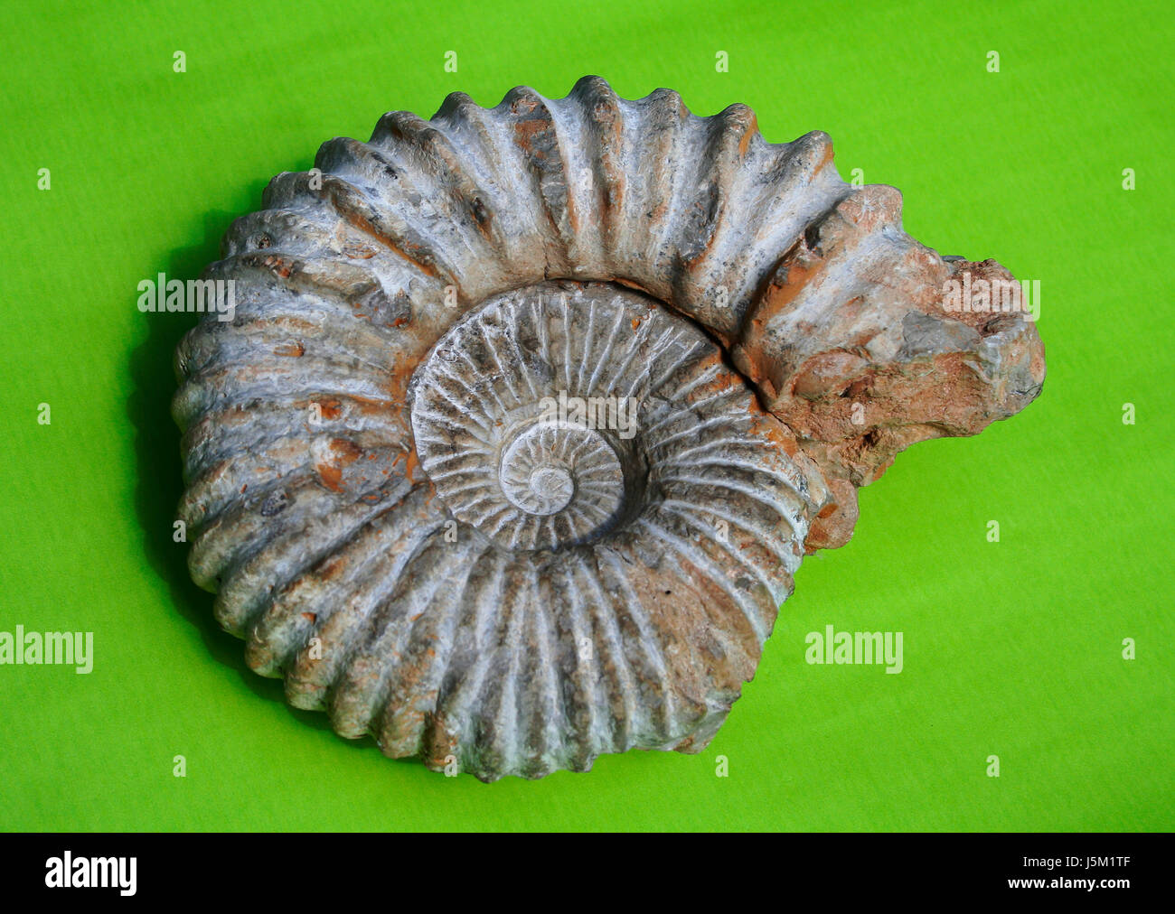 Lumaca a spirale exstinction fossili fossilizzazione morirono devoniano paleontologia Foto Stock