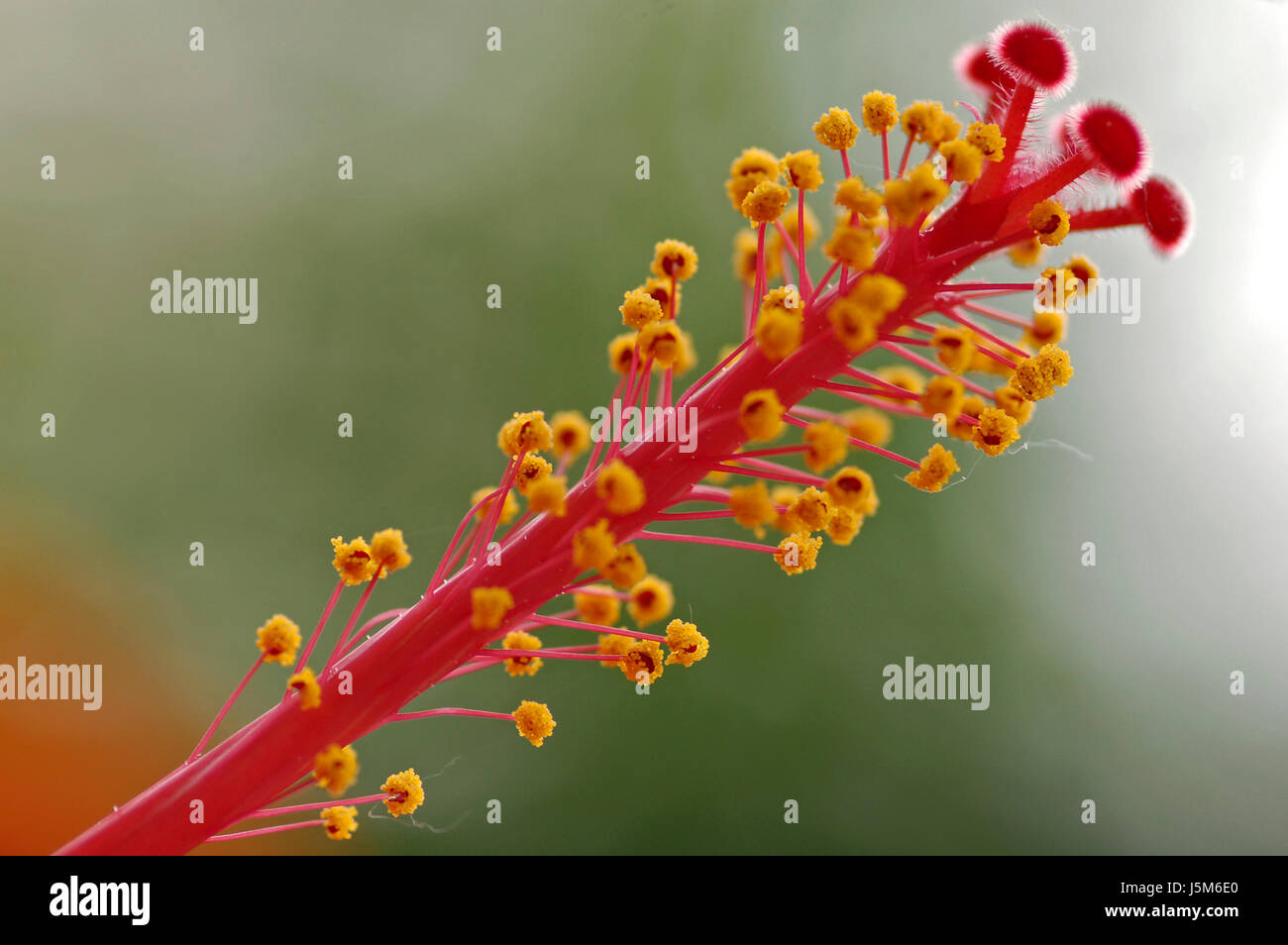 Macro Close-up di ammissione macro da vicino la vista dettaglio timbro hibiscus di polline Foto Stock