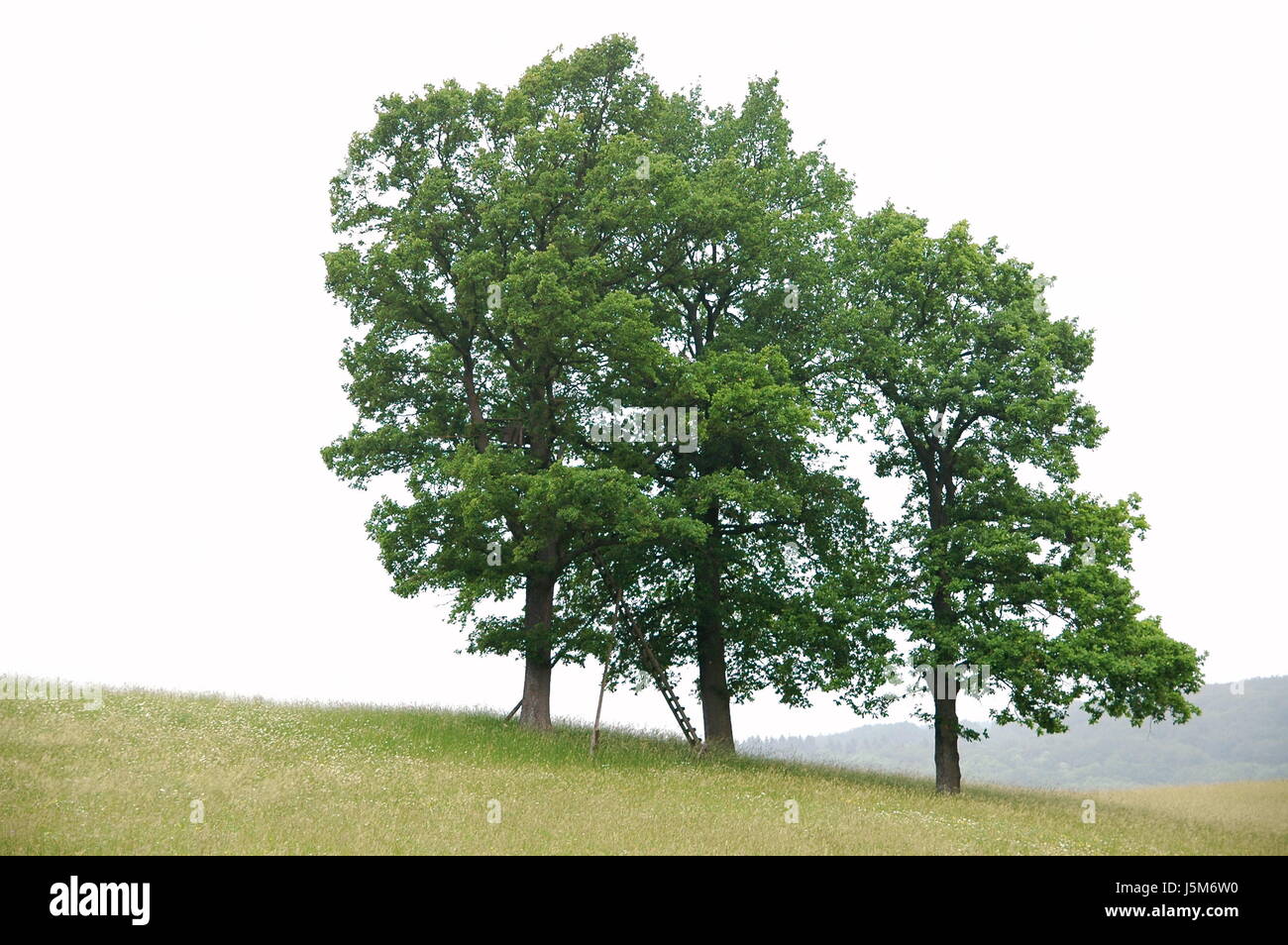 Tree, alberi lascia,Albero a foglie decidue,intrico di alberi,oak,CALIBRAZIONE,deerstand,scaletta Foto Stock