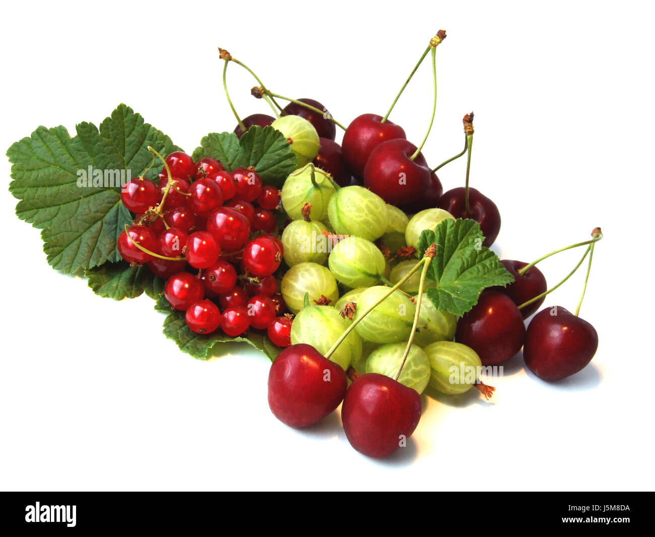 Giardino dolcemente sour bacche reap giugno luglio il ribes nero giardini le ciliegie Foto Stock