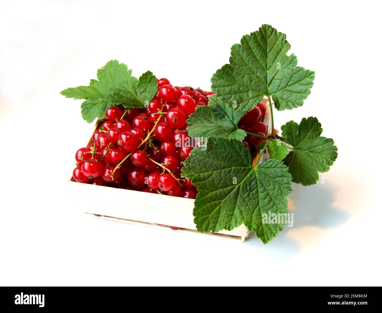 Giardino dolcemente le bacche reap giugno luglio il Ribes nero Ribes giardini di frutta sciroppata Foto Stock