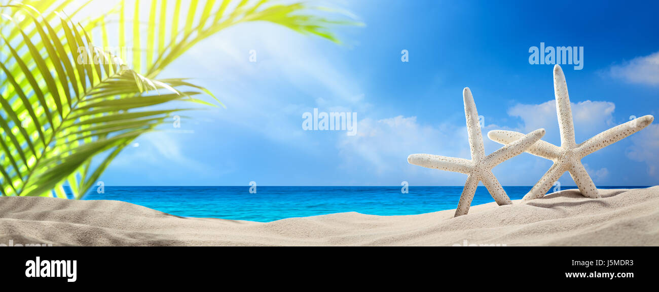 Stella di mare sulla spiaggia di sabbia durante le vacanze Foto Stock