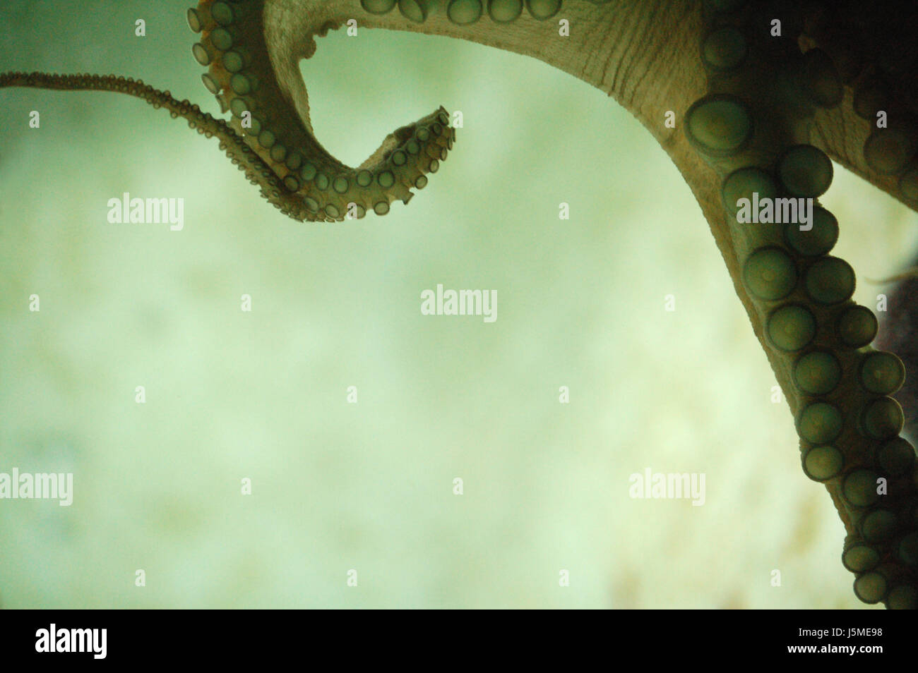 Acquario Sottomarino polpo molluschi calamari saugnpfe acqua saugtiere di polpo Foto Stock