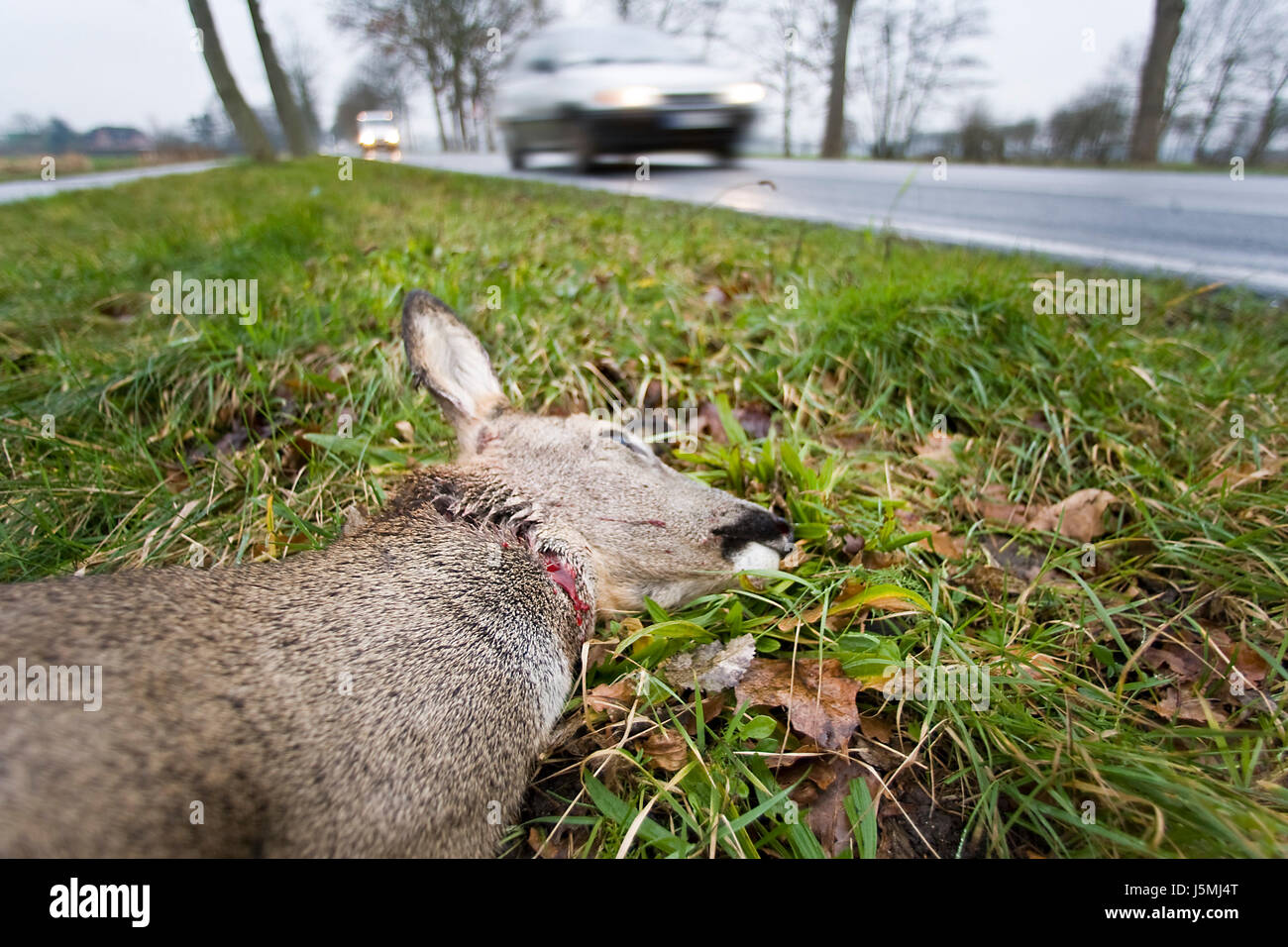Pericolo automobile automobile mezzi di viaggio incidente automobilistico il traffico Foto Stock