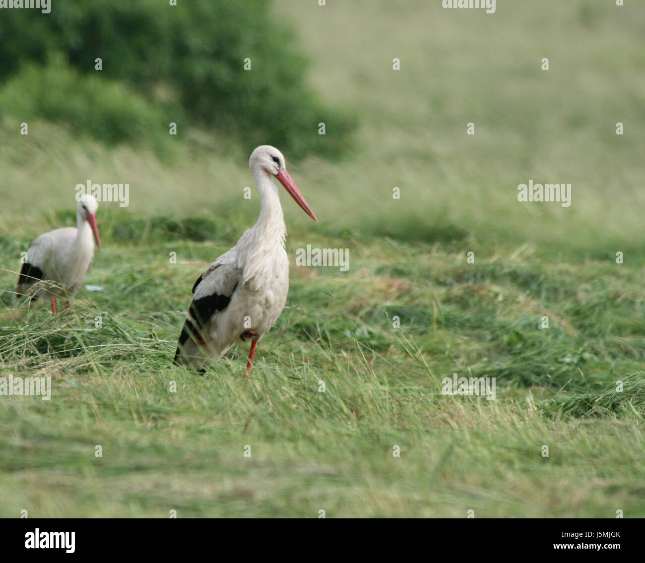 Gambe swarthy nero jetblack nero profondo passi passo vuoto europeo becco caucasica Foto Stock