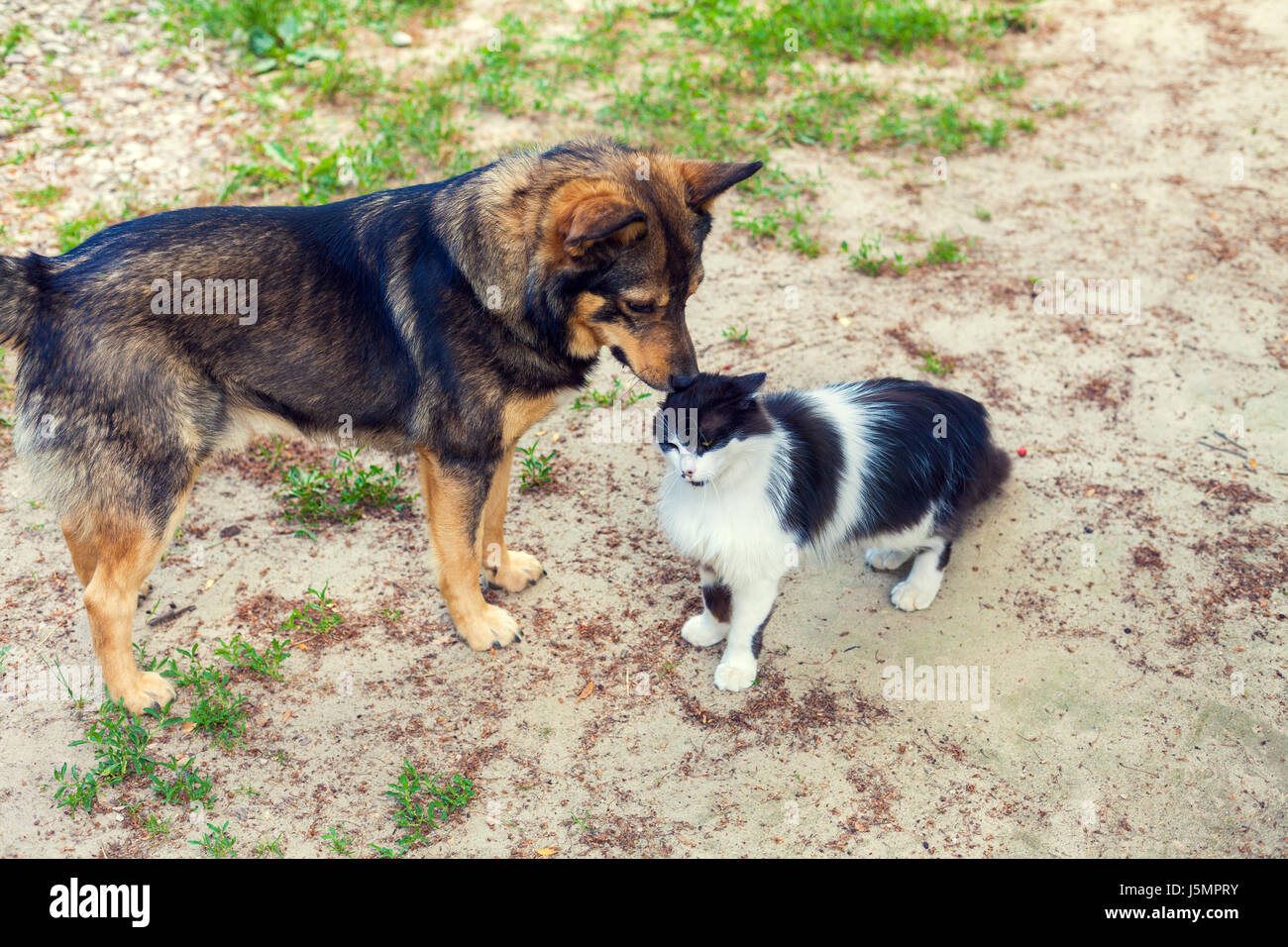 Di cane e di gatto a giocare all'aperto in autunno Foto Stock