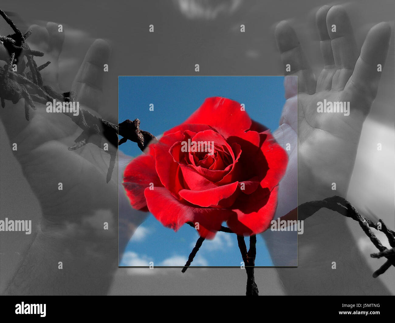 Mani mano ricordati di fiore pianta di rose passato onore persecuzione filo spinato Foto Stock