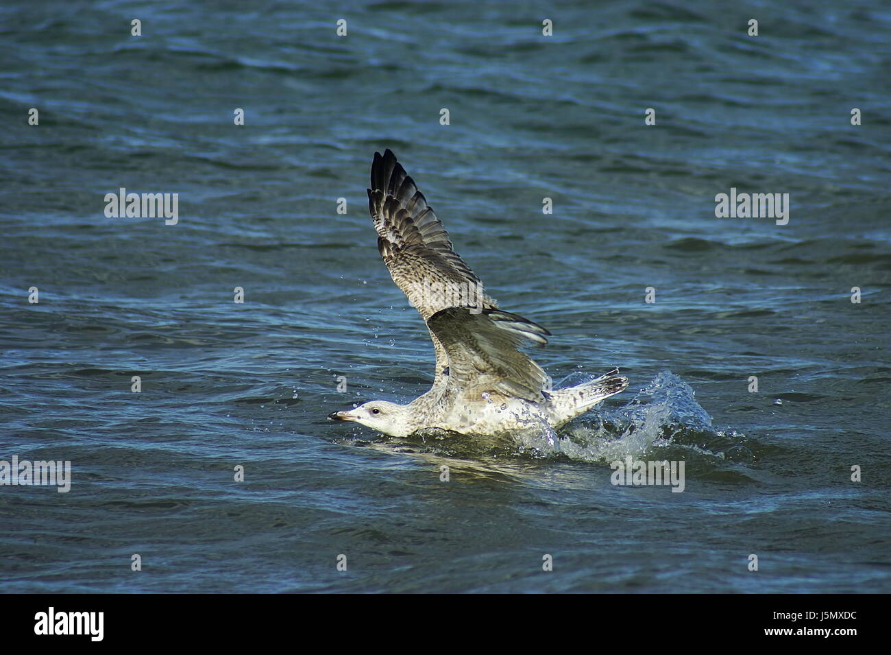 Ala sbarco potente rotazione oscillante splashdown acqua gabbiani gabbiani seagull Foto Stock