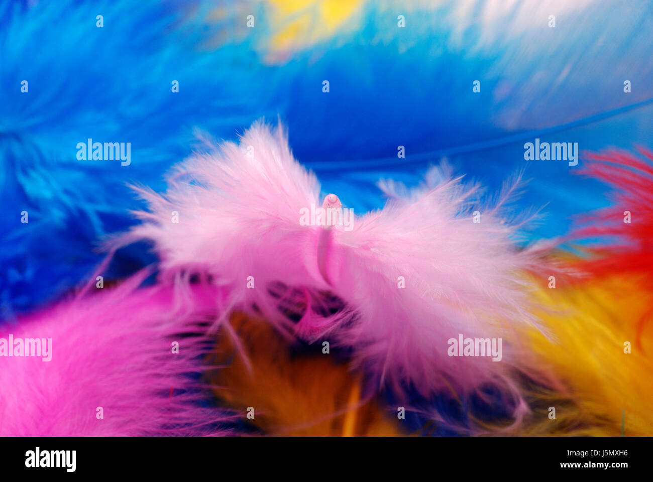 Colorato colorato splendida molteplici riccamente piume colorate piumaggio Foto Stock