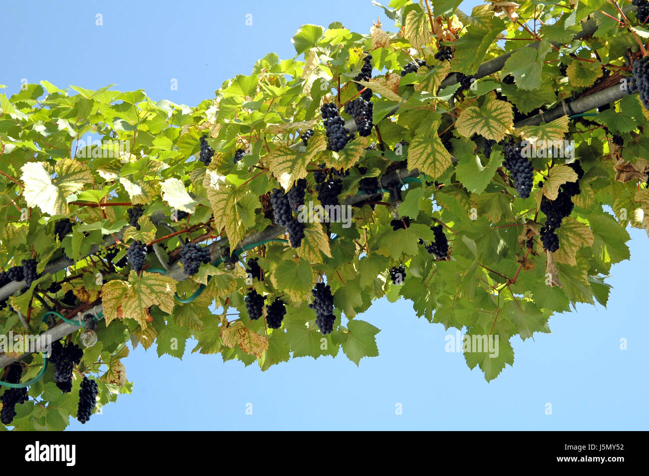 Macro Close-up di ammissione macro vista ravvicinata uve rosso vino vino frutto di parete Foto Stock