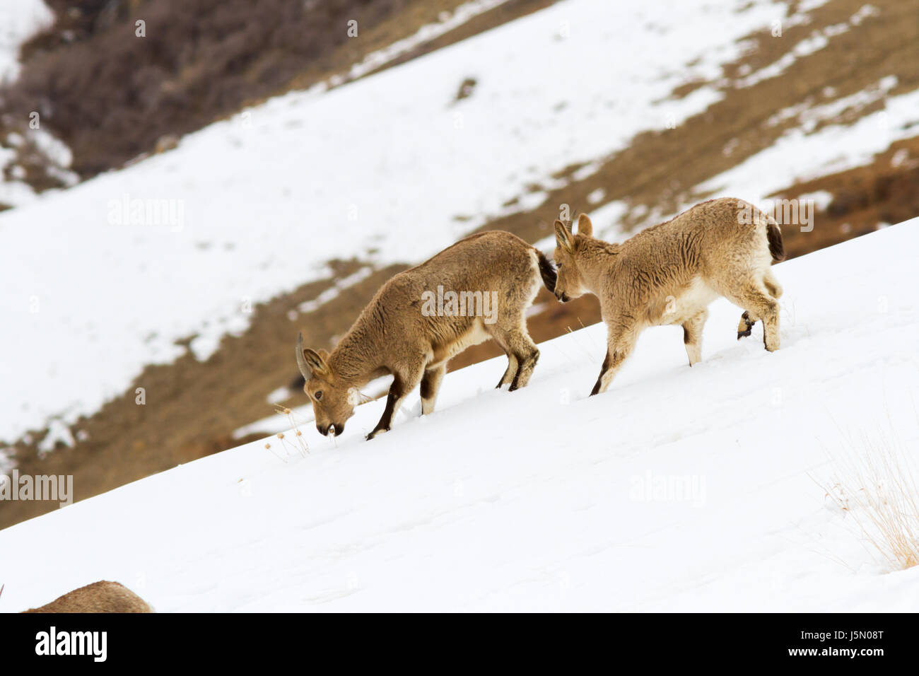 L'Himalayan stambecco (Capra sibirica hemalayanus) in alta quota sulle montagne dell'Himalaya in Spiti Valley vicino al villaggio di Kibber, Himachal Pradesh, India. Foto Stock