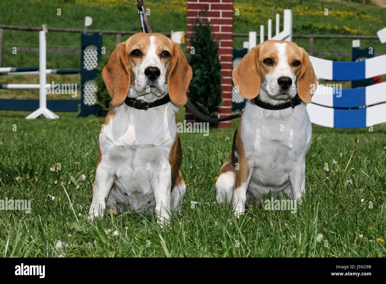 Cane,guinzaglio,hound,ostacoli,Torneo di equitazione, due,beagle,treibhund Foto Stock