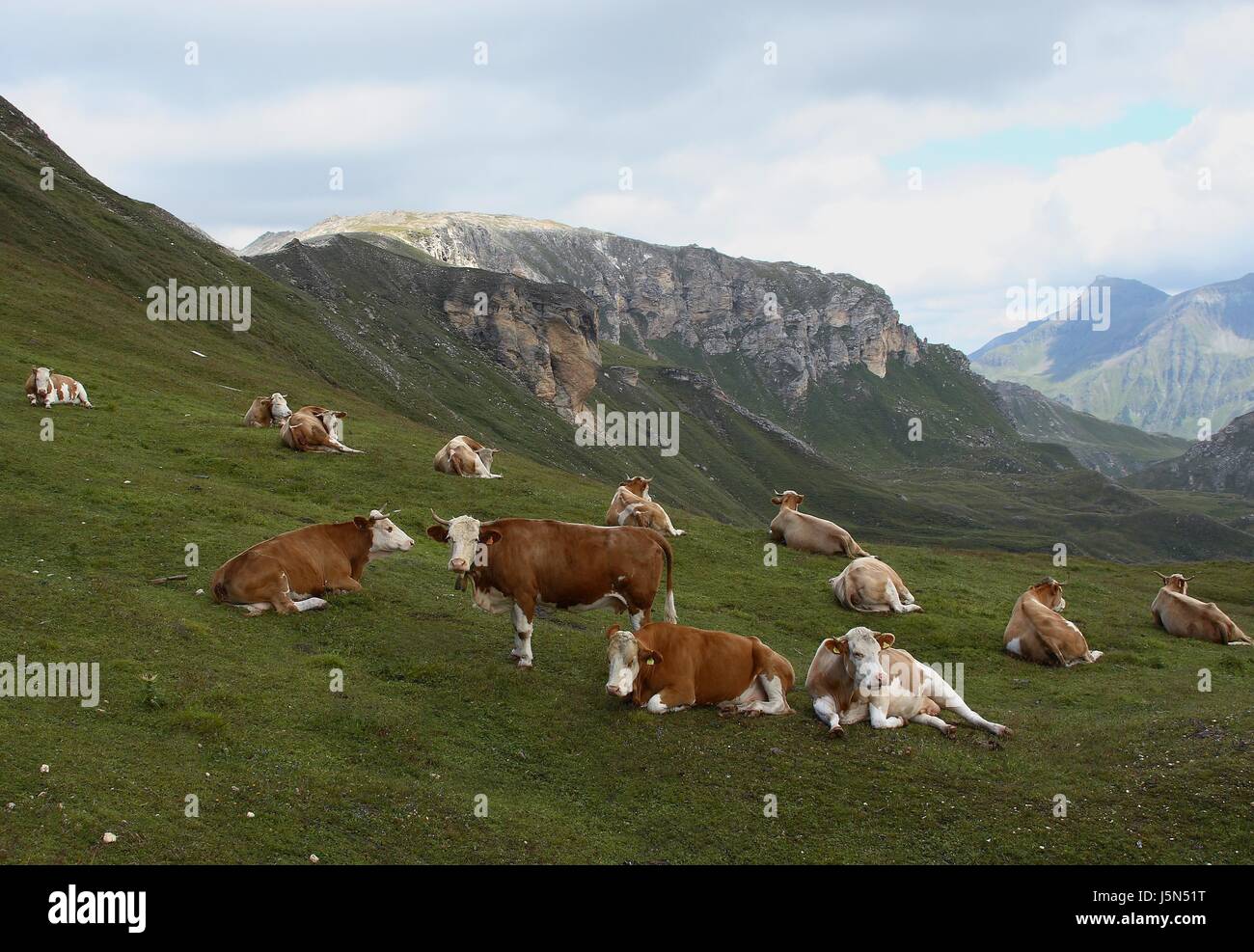 mucche. immagine 2 Foto Stock