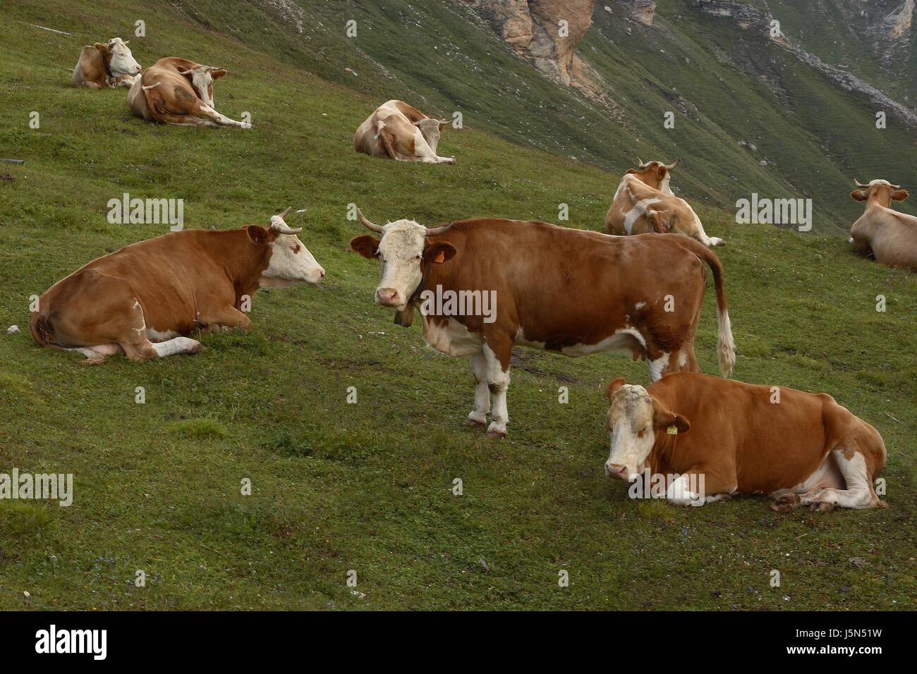 mucche. immagine 3 Foto Stock