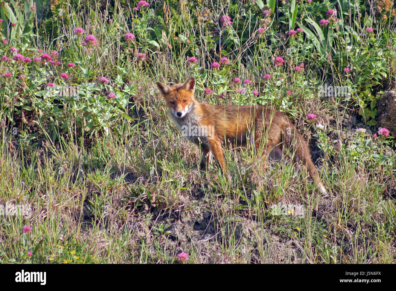 Una foto o un'immagine che mostra una wild fox contro un sfondo del fogliame. Foto Stock