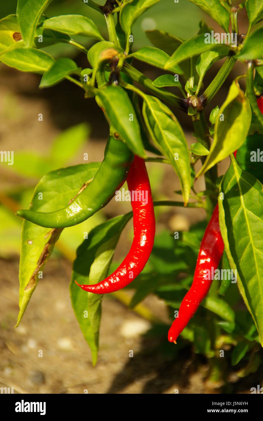 Spice Condimento verde la coltivazione di ortaggi fiery paprica peperoni pagina pod Foto Stock