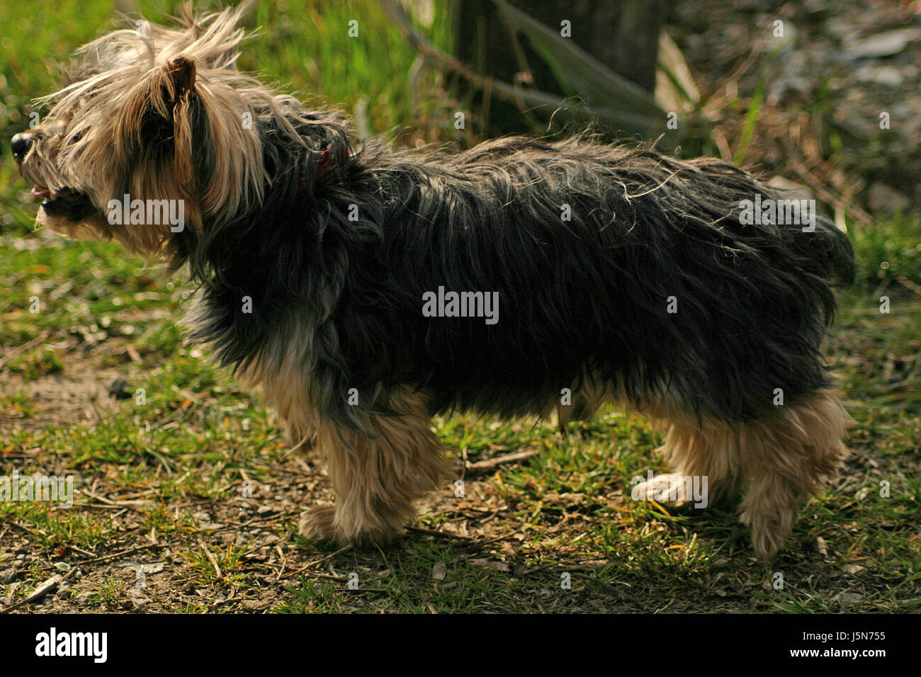 cagnolino Foto Stock