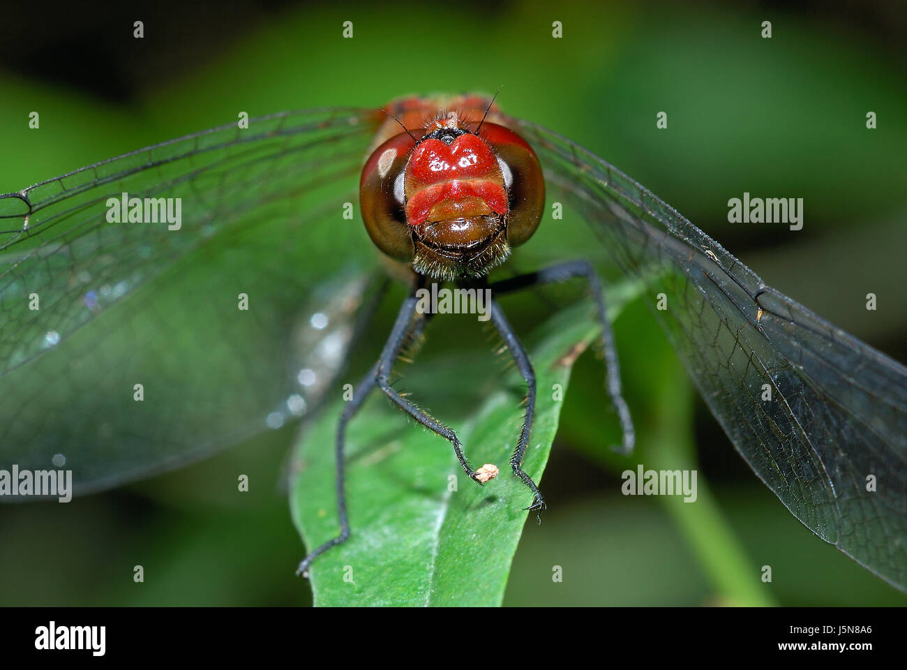 prendere che Foto Stock