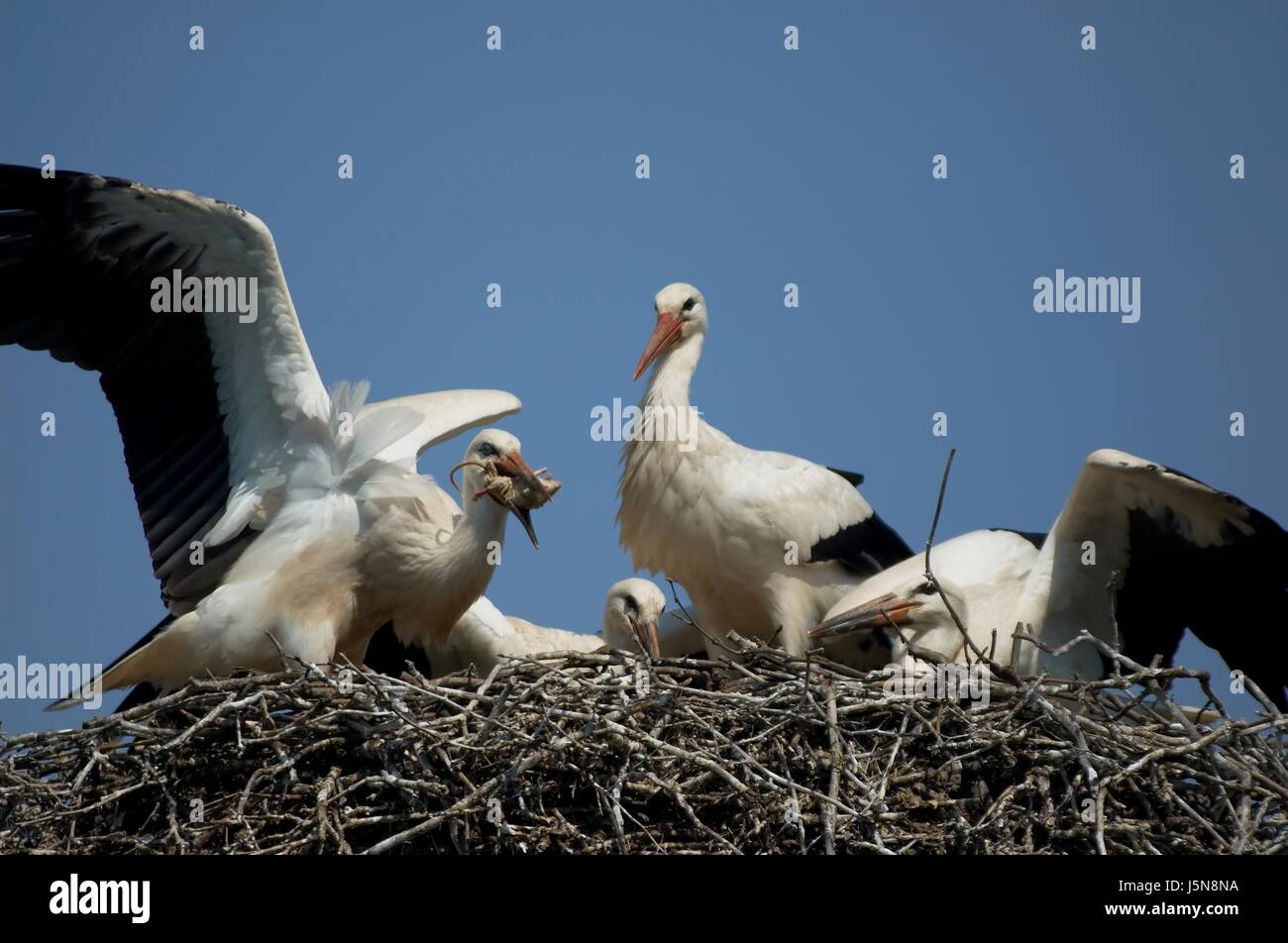 dal mouse Foto Stock