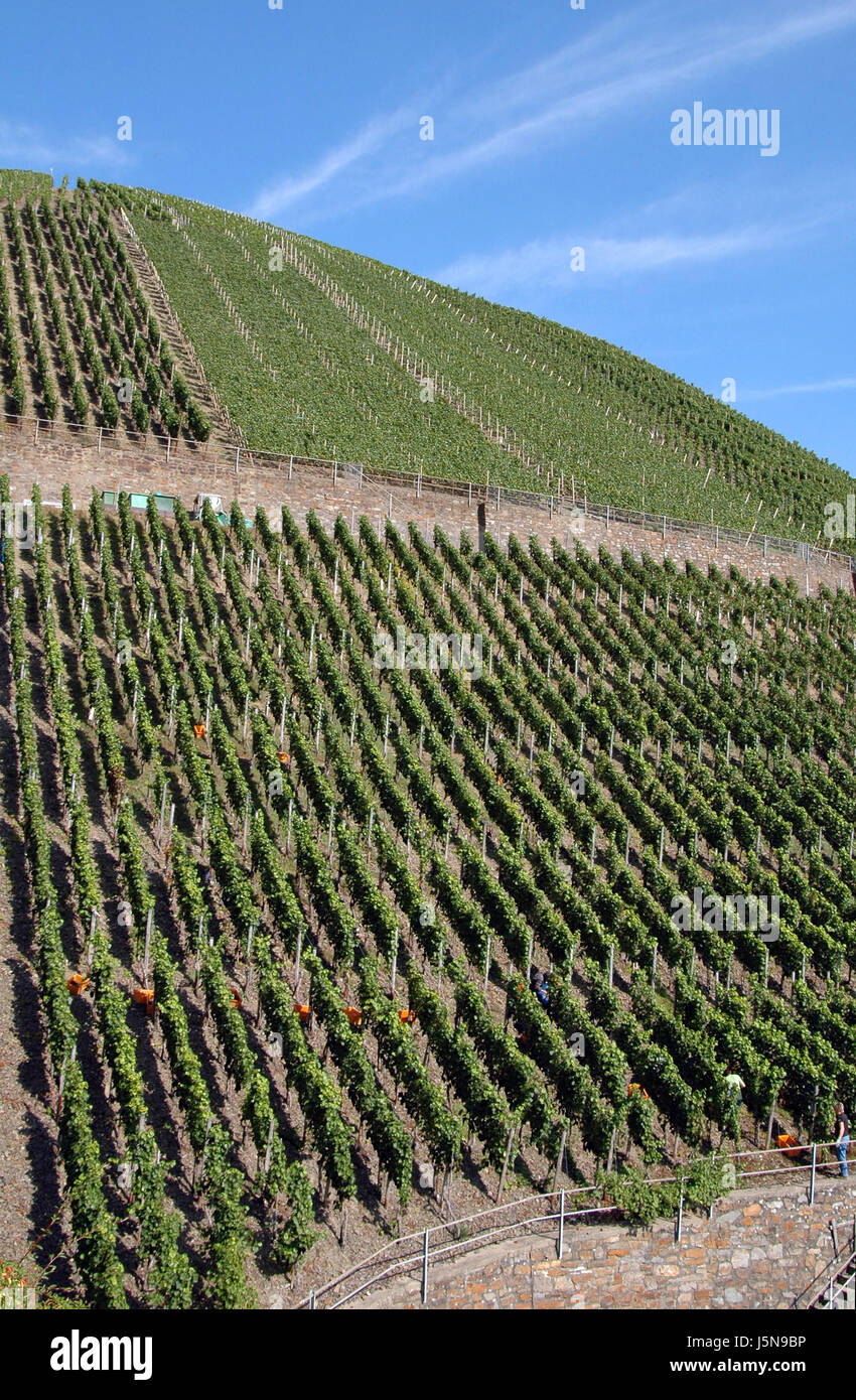 Scegli l'agricoltura agricoltura vendemmia uva Coltivazione del vino di frutta frutti di bosco ripido Foto Stock