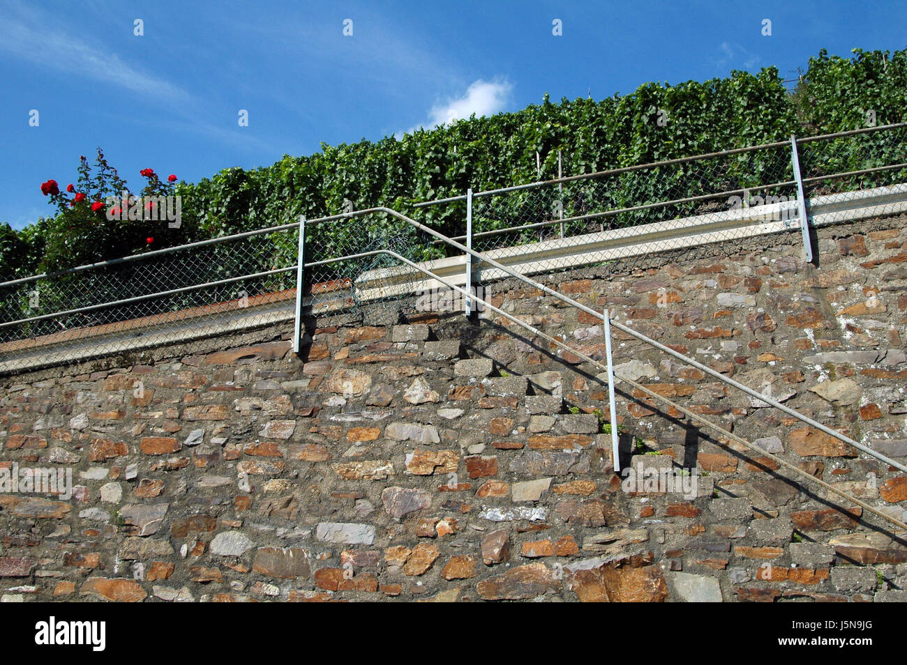 Scegli l'agricoltura agricoltura vendemmia uva Coltivazione del vino frutto di parete in muratura Foto Stock