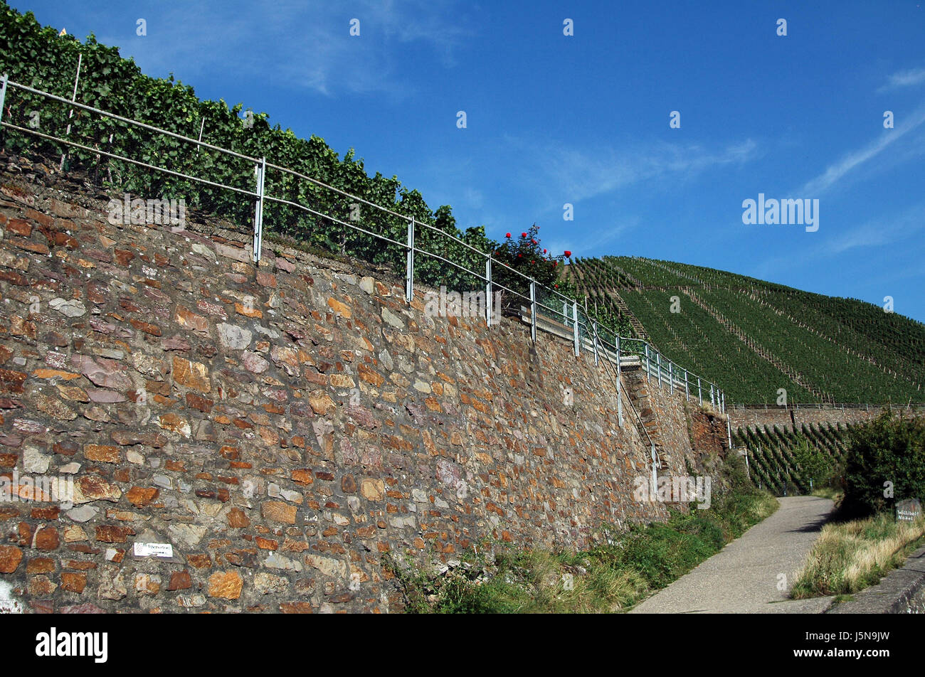 Scegli l'agricoltura agricoltura vendemmia uva Coltivazione del vino frutto di parete in muratura Foto Stock