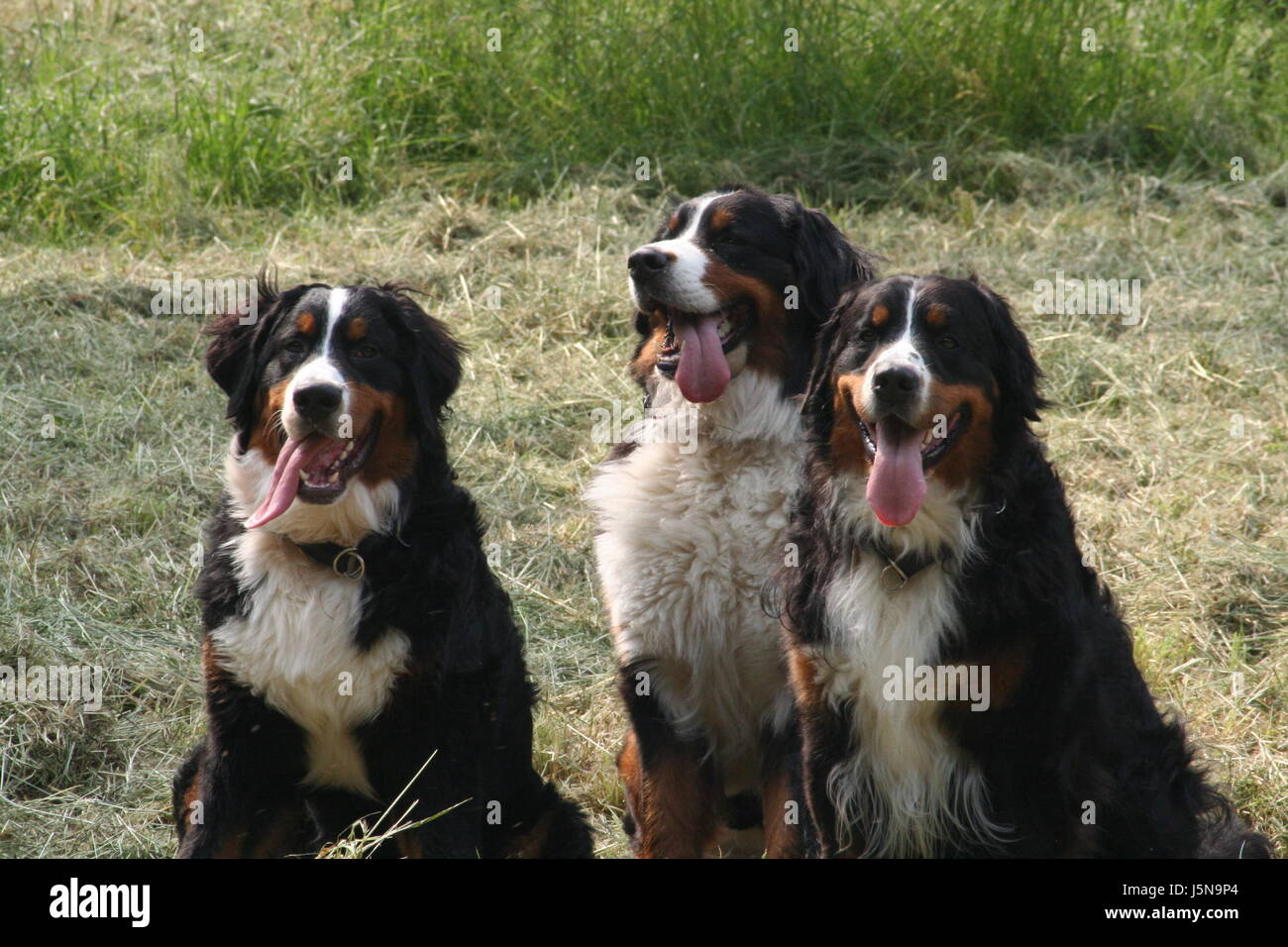 Tre trio cagna cane maschio berner sennenhunde tri-color welpe 6 monate 3  jahre Foto stock - Alamy