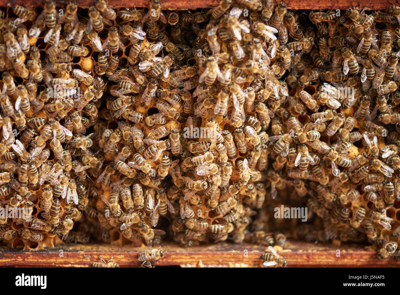 All'interno di un alveare con un sacco di api Foto Stock