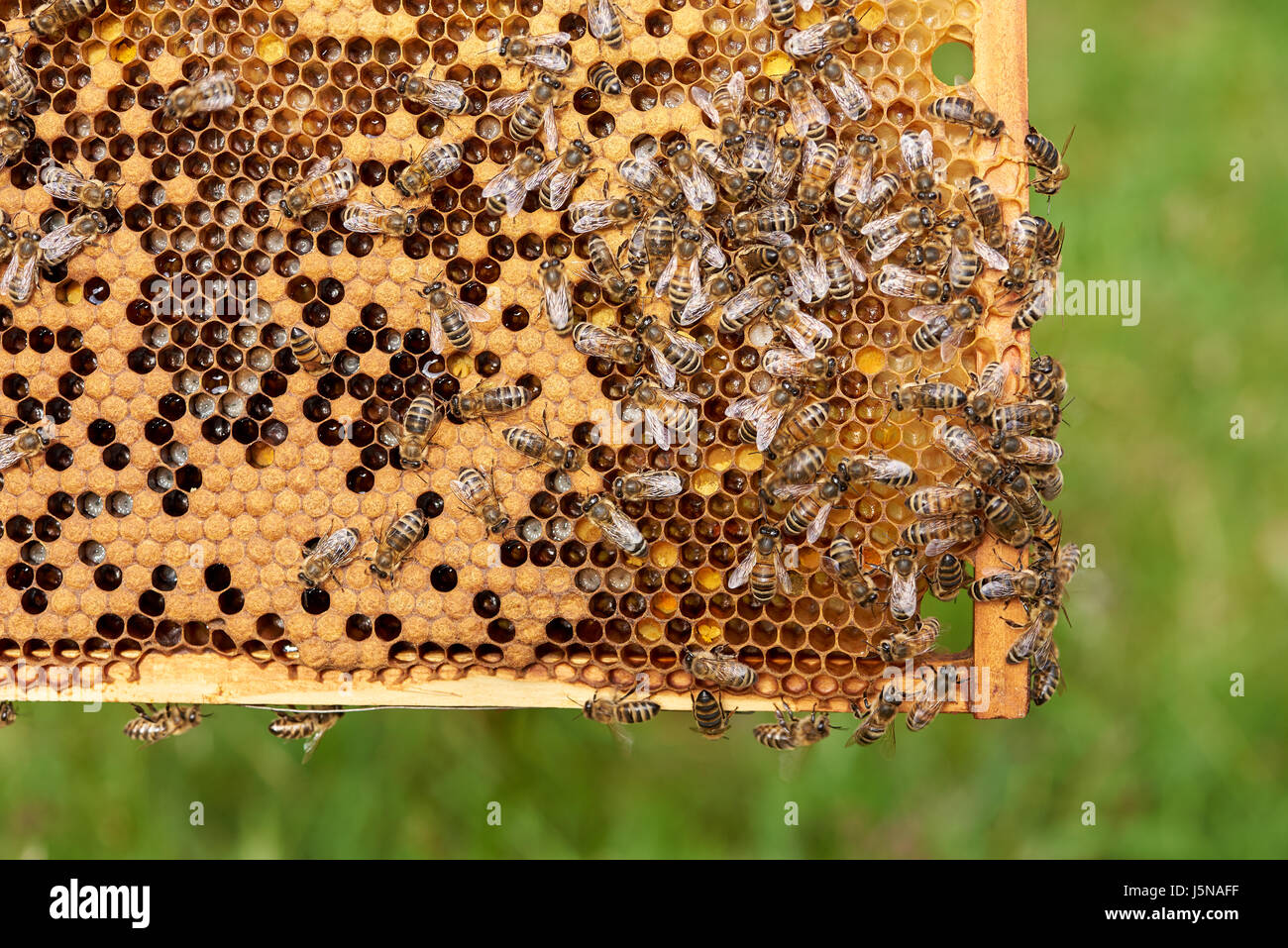 Il miele delle api telai coperti con api Foto Stock